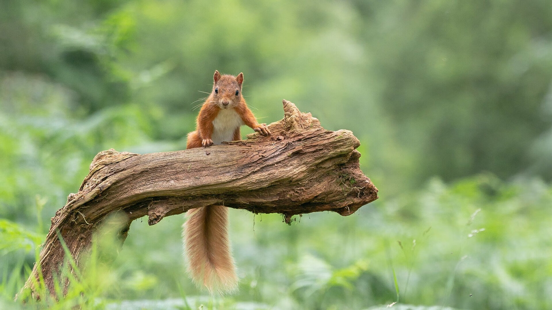 辛纳，新王加冕的终极夜—他以统治之姿，终结了属于巨头的旧时代