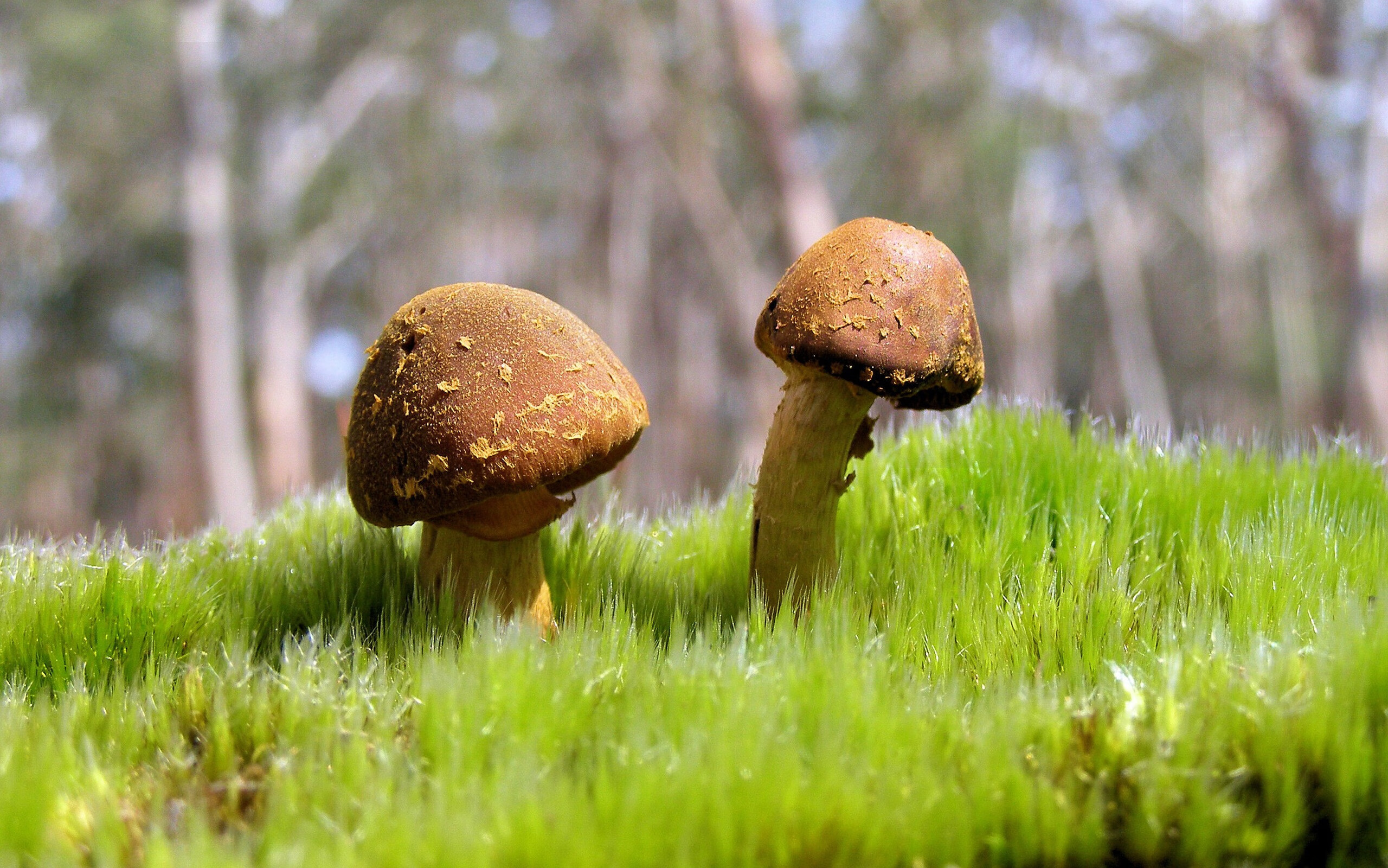 缠斗之下，王座无声，拉塞尔以一敌众，雷诺与马丁的宿命对决