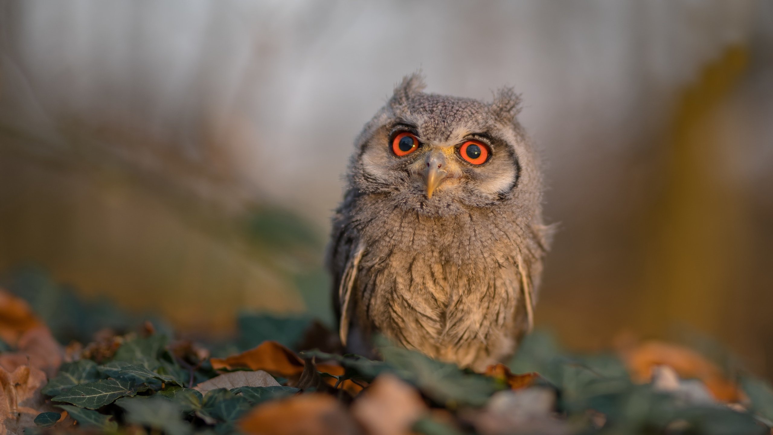 铁血之夜，武切维奇雷霆鏖战中闪耀，书写传奇高光时刻