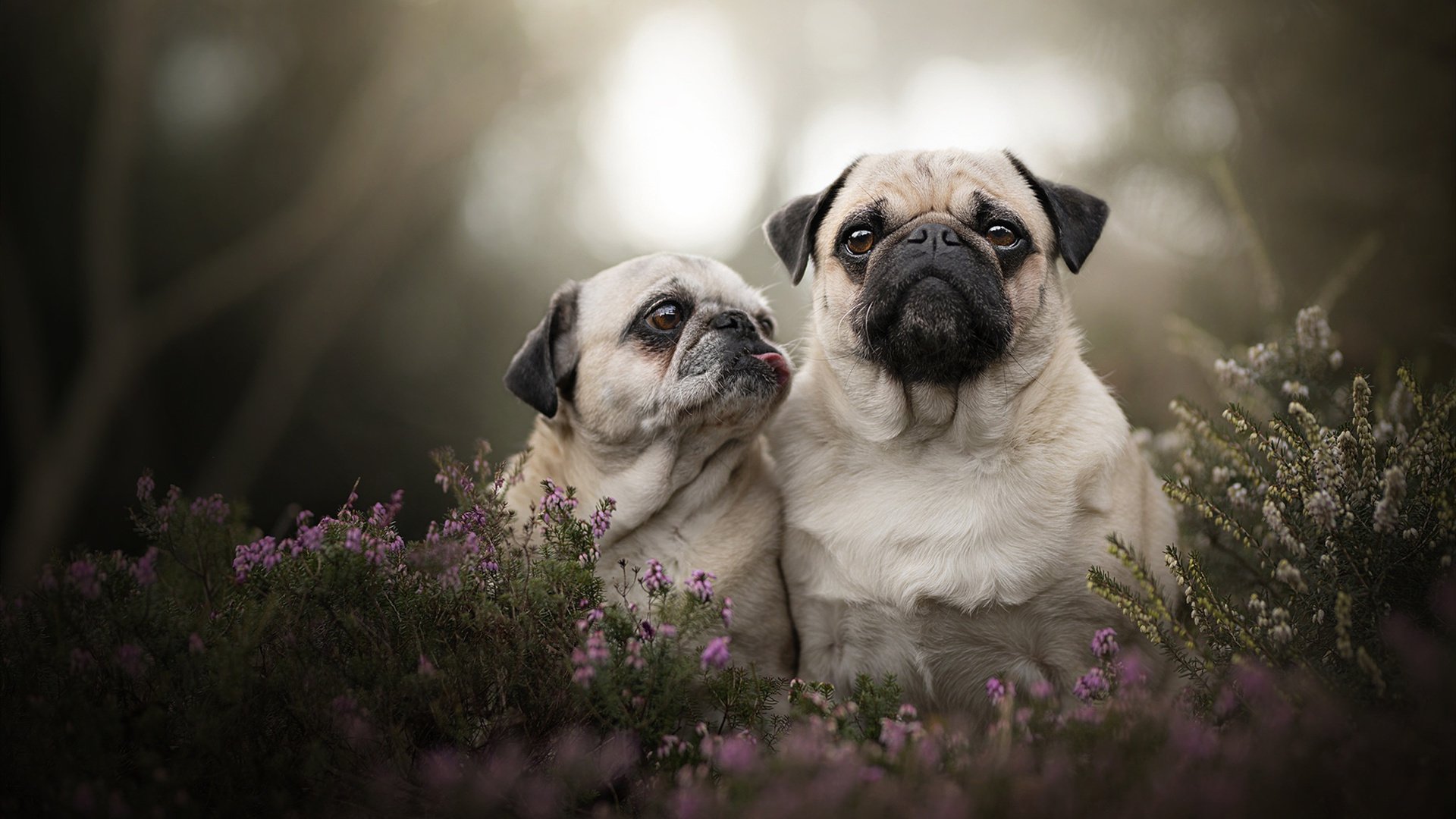 关键先生福克斯,火箭淘汰热火的幕后英雄