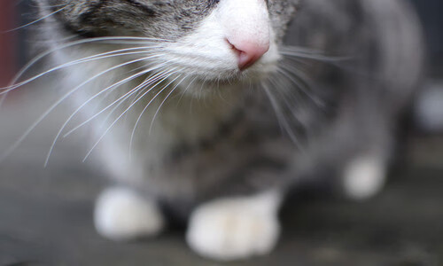 跨界共鸣,从NBA战术板到南美绿茵场—竞技体育的唯一性法则