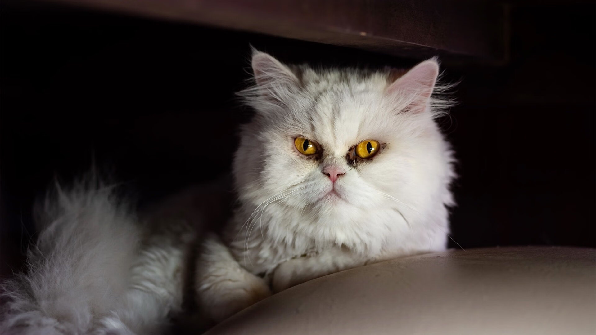 武切维奇的战术内核,一场跨洋攻防转换如何打穿深圳队防线