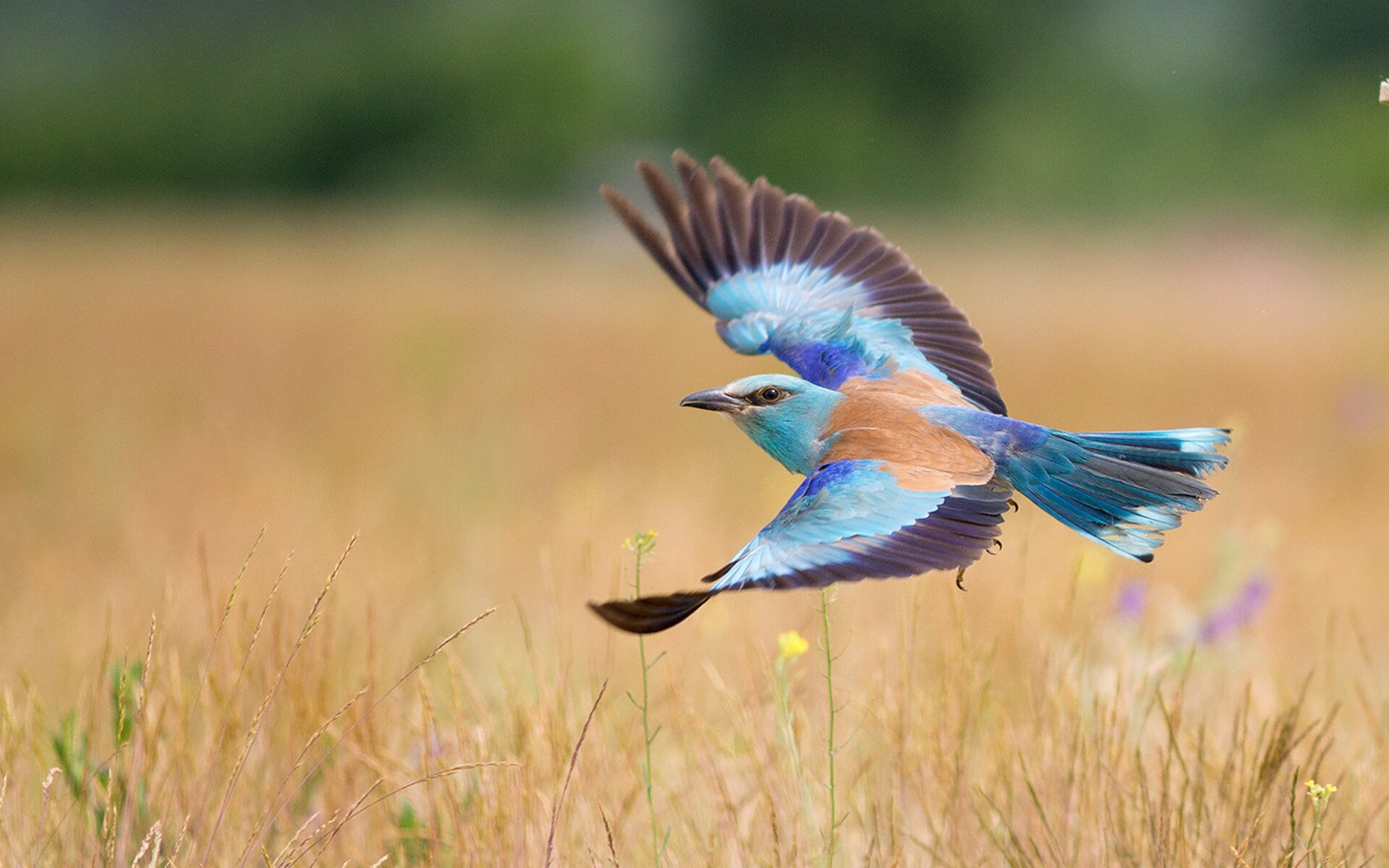 绝地反击！活塞背水一战擒篮网，西亚卡姆接管关键时刻定义比赛