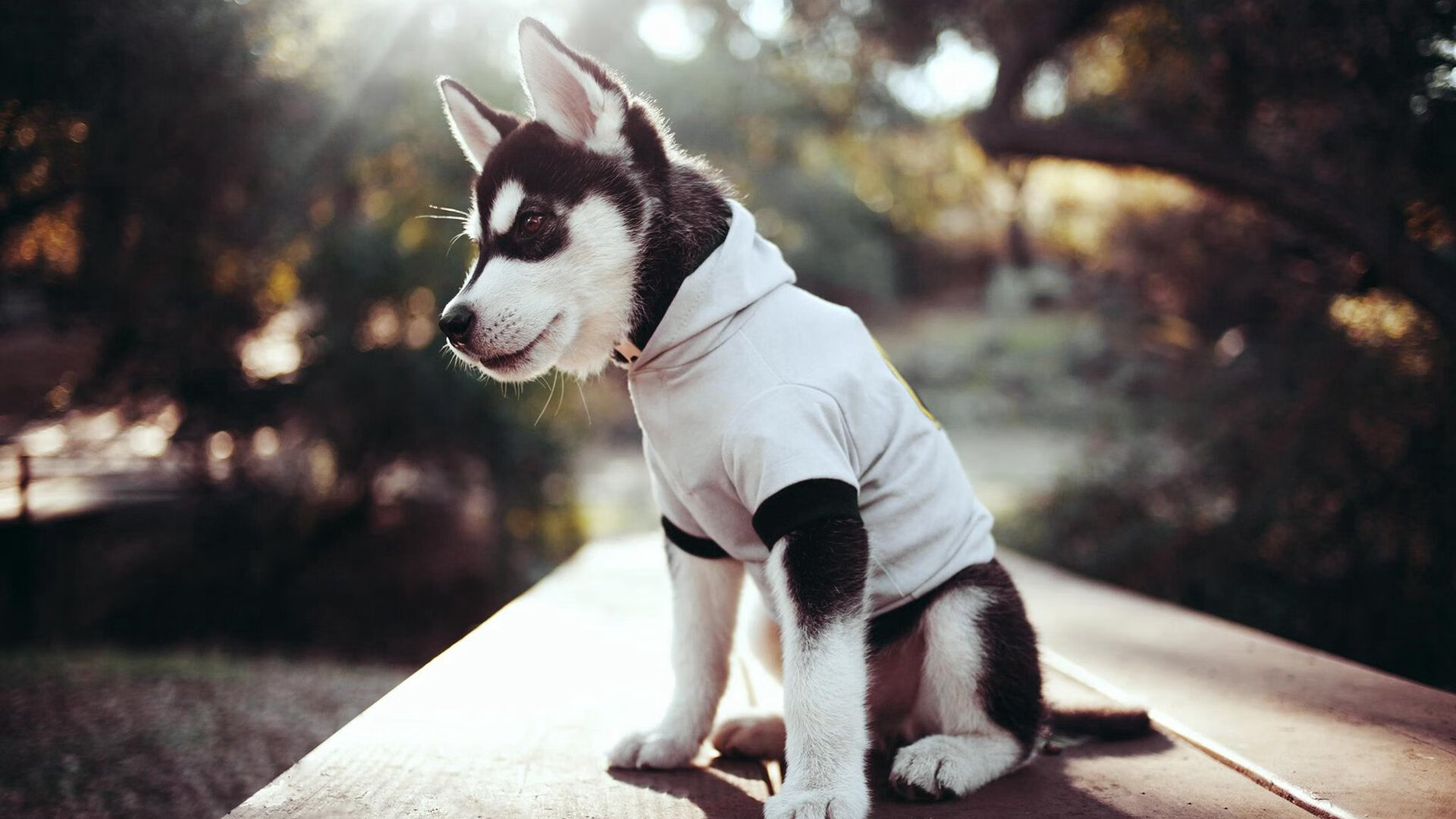 篮球世锦赛新纪元，广厦以团队风暴击溃魔术，塔图姆节奏之战完全失守