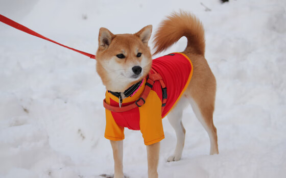 界限的两端,绿茵场与柏油赛道上的不朽战役