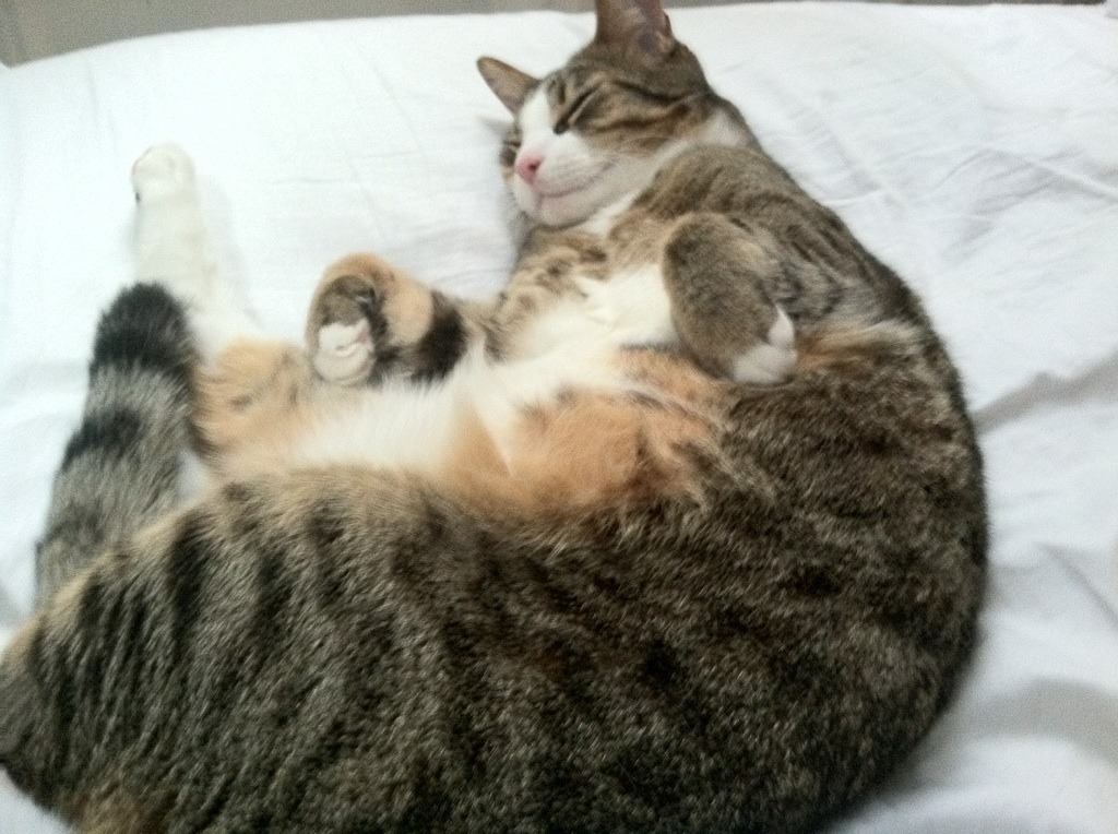 克瓦拉茨赫利亚之夜，奥运周期关键战，评分拉满背后的唯一性启示