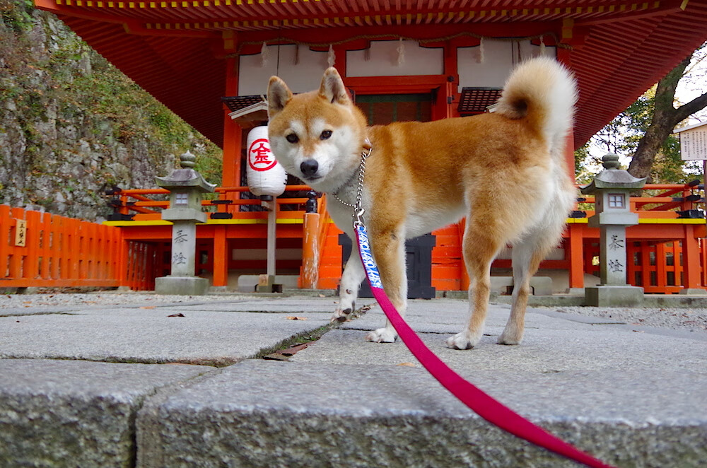 篮球火，北京首钢的铁血长城与库里的黄昏审判