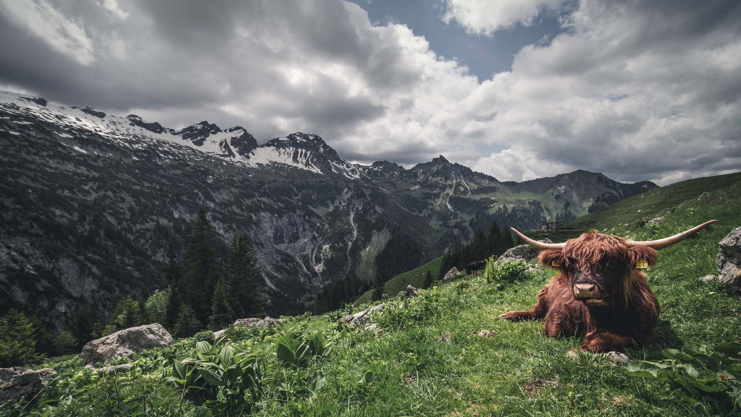 欧洲重炮轰碎质疑!武切维奇压哨绝杀,骑士上演惊天逆转