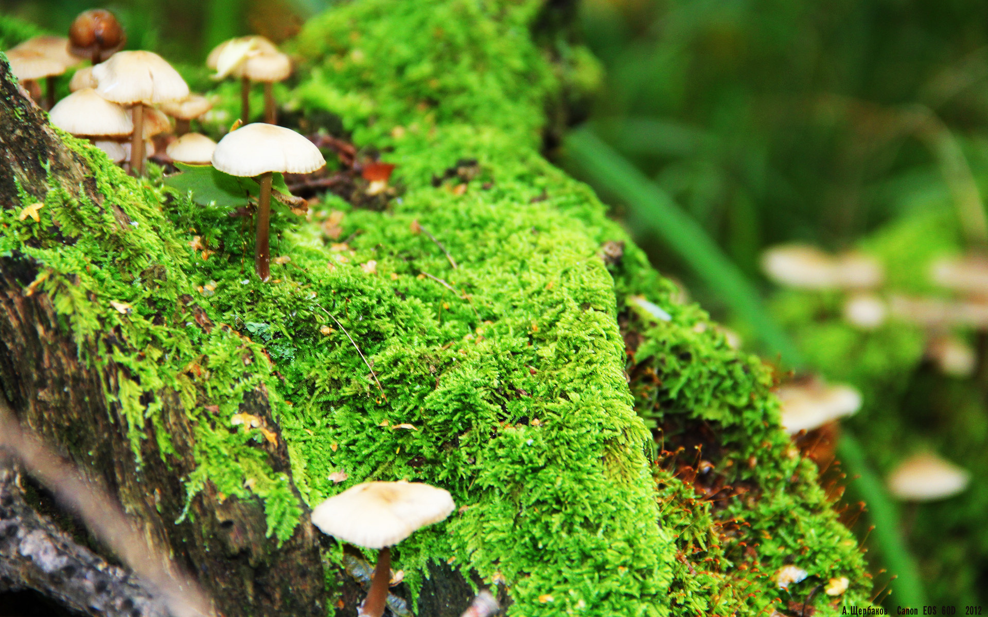 格列兹曼化身中场魔笛手,西班牙奏响胜利交响曲斩落冰岛