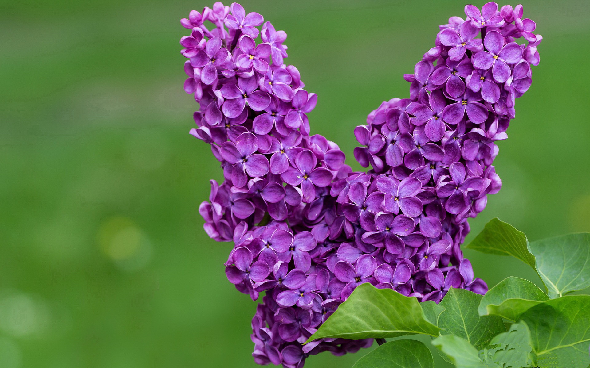 别了,威廉,洪都拉斯如何黑斯廷斯般制霸瑞士,托尼一战封神改写百年足球叙事