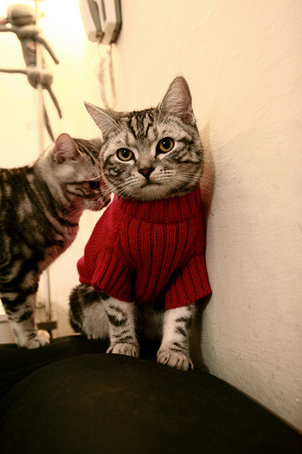 球场双面镜，约基奇的个人艺术与黄蜂的团队韧劲