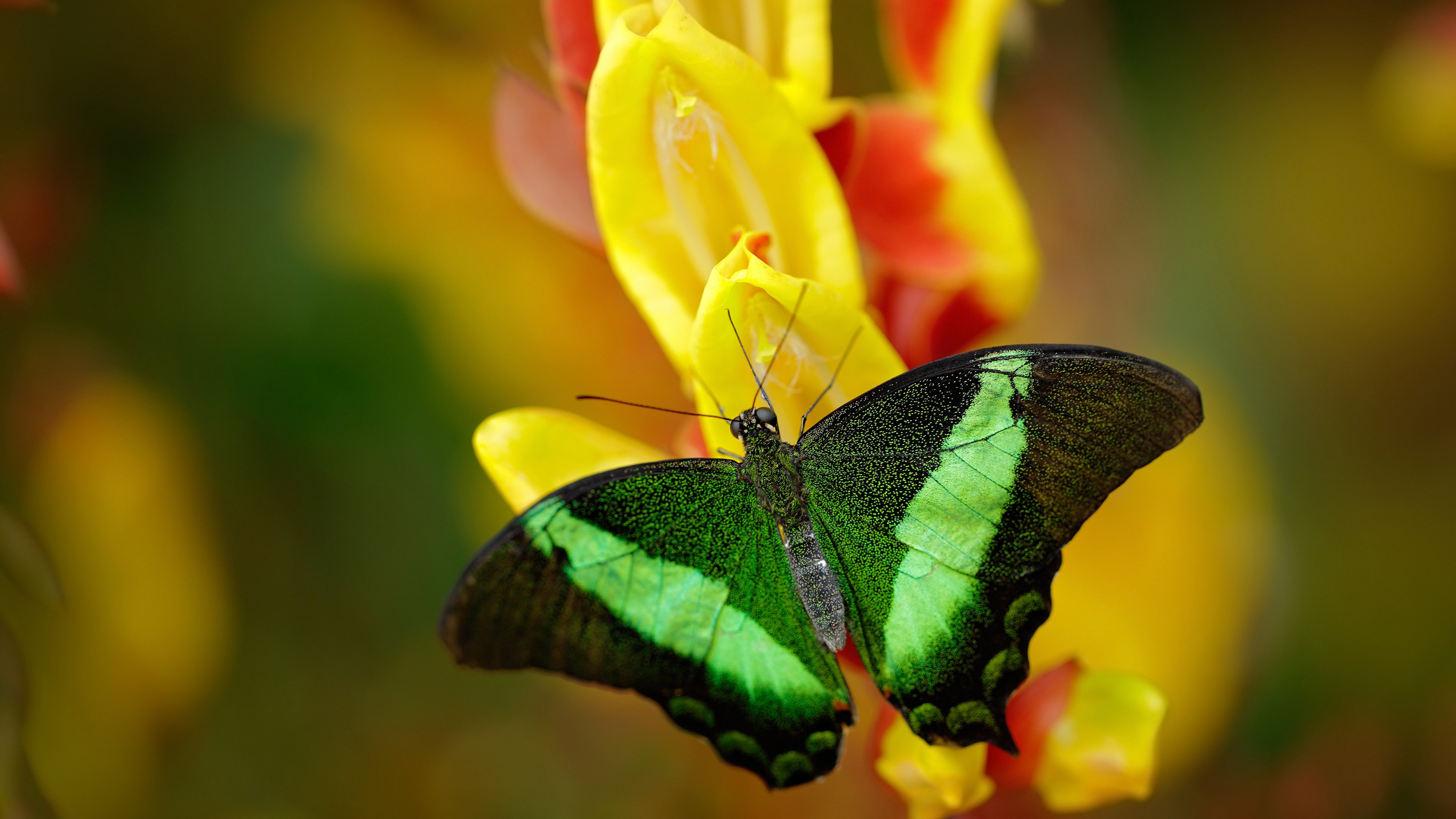 当比利时在巴黎奏凯，哈兰德午夜时分的制胜法则