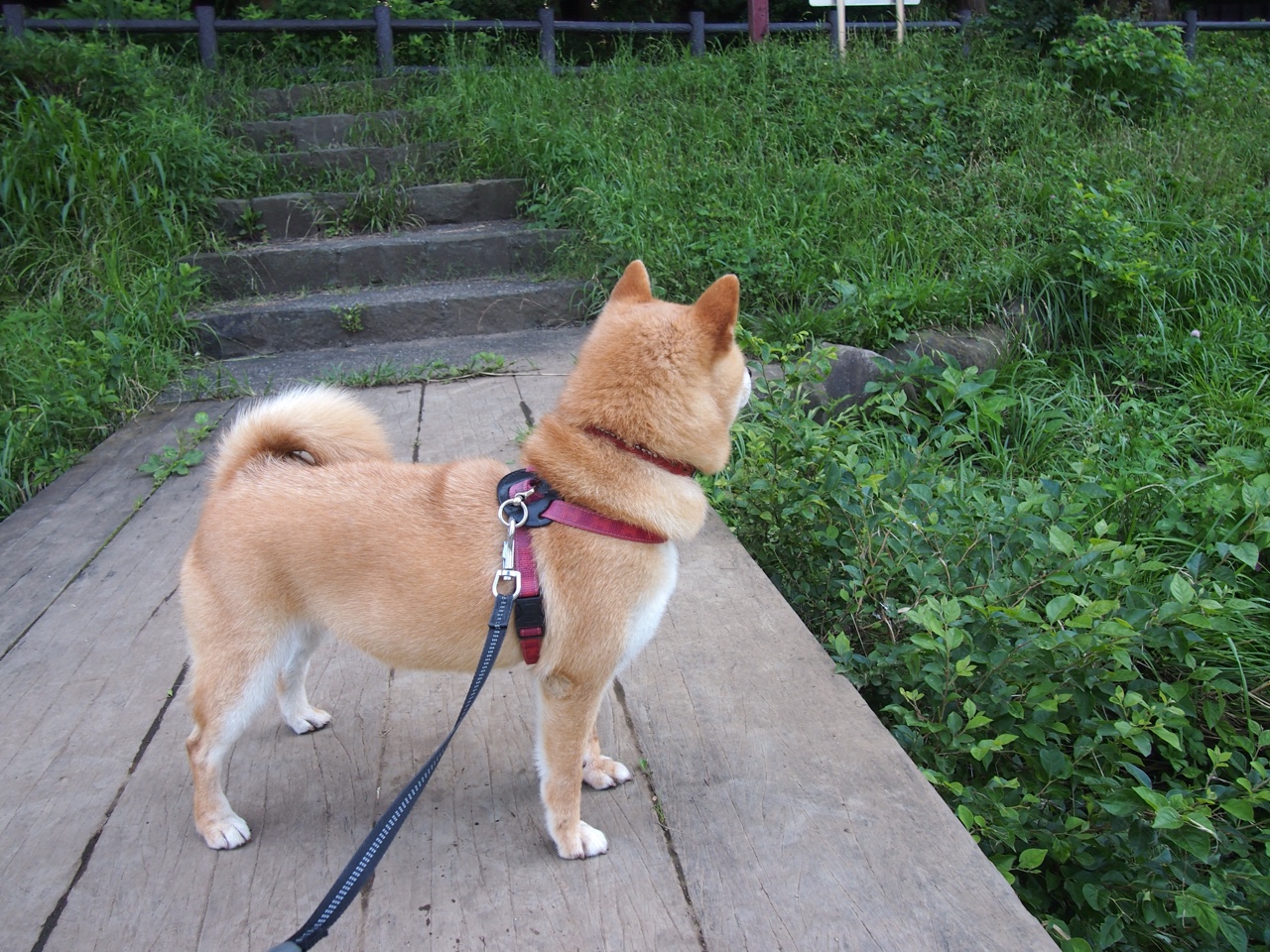 绝境刺破黎明,浓眉关键一击难救主,奇才加时终结湖人连胜